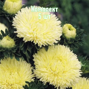 Саженцы Комплект 5шт / Астра Хризантелла Лимончелло