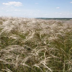 Ковыль Байкальский