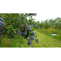 Комплект 5шт / Голубика Джерси