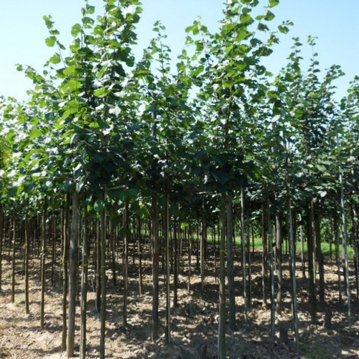 Липа Европейская до 20 см, лучший выбор для вашего сада Липа Европейская до 20 см, лучший выбор для вашего сада