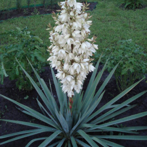 Комплект 5шт / Юкка Нитчатая (Yucca filamentosa) Комплект 5шт / Юкка Нитчатая (Yucca filamentosa)